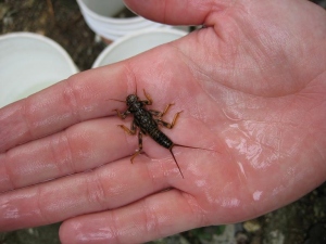 Hand holding stonefly