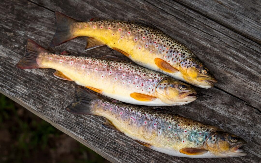 2024 Fisheries Survey Report