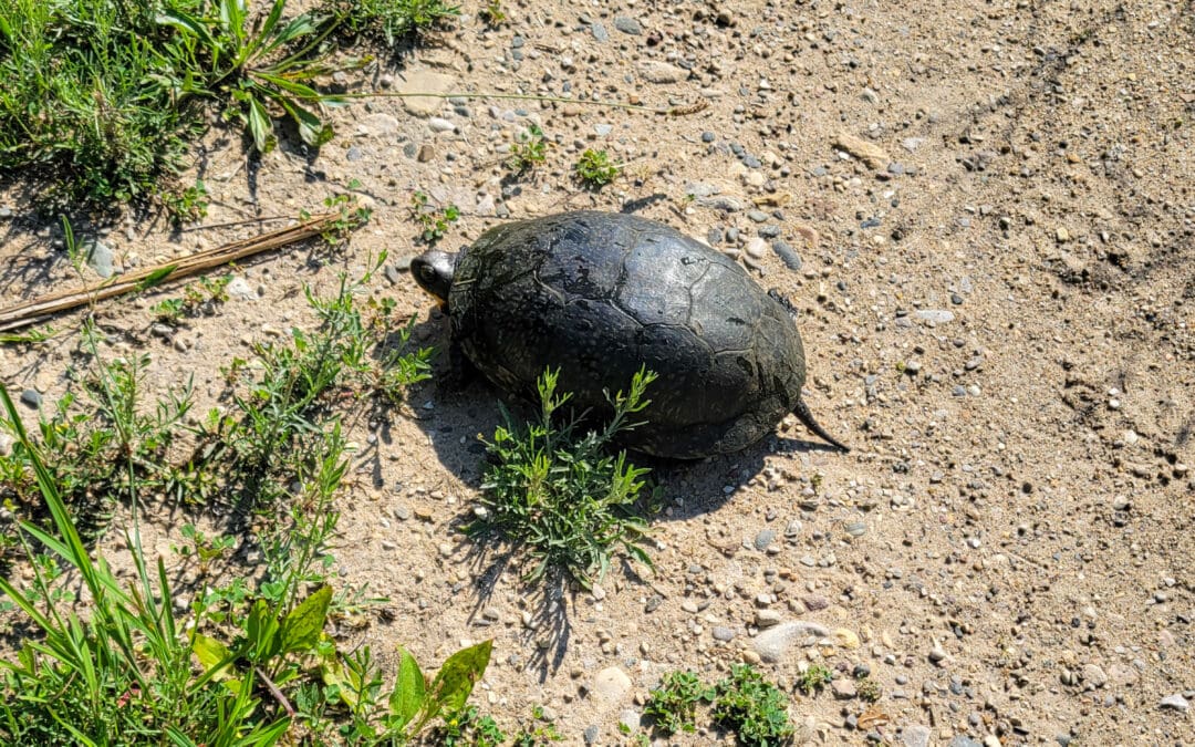 Signs of Success: Rare Blanding’s Turtle Returns to Restored River Corridor