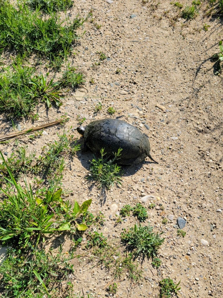 Signs of Success: Rare Blanding’s Turtle Returns to Restored River ...