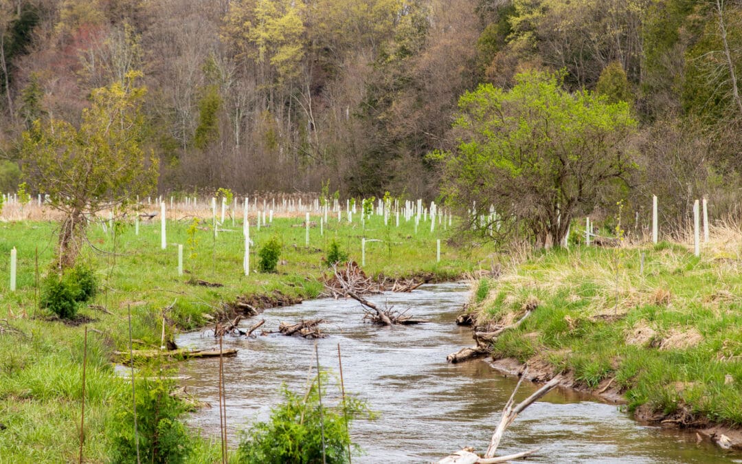 2025 Wild Roots Program Update