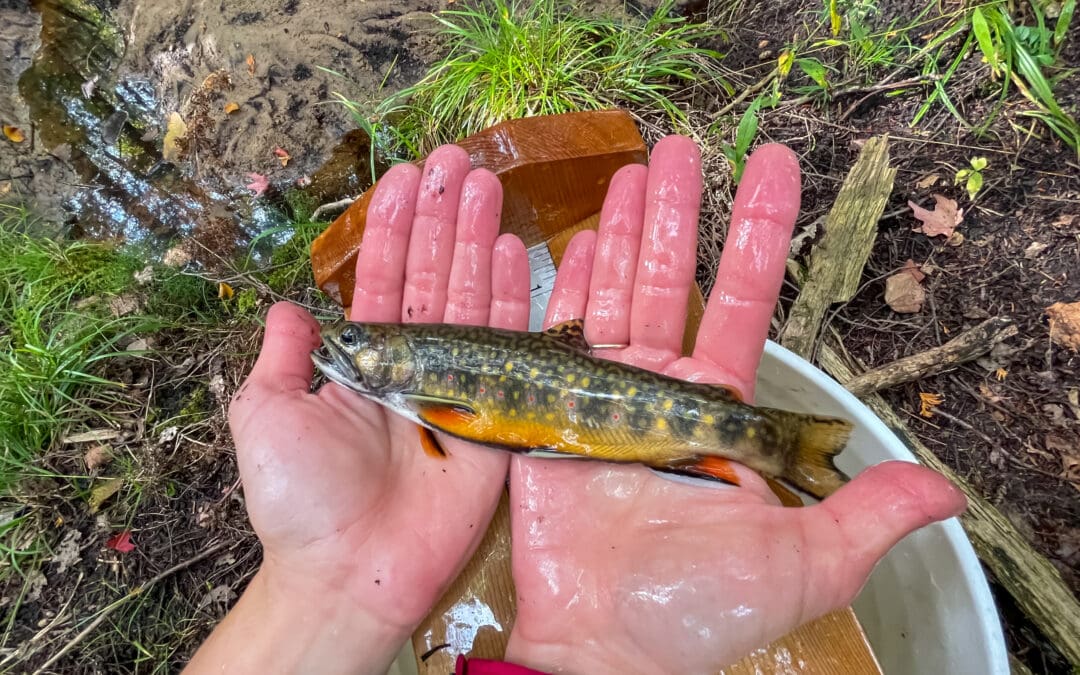 A small brook trout with orange fins and spotted markings being held in two wet hands beside a stream during a fish survey.