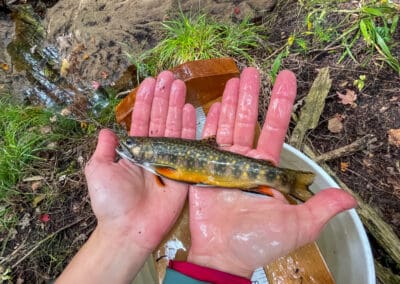 A small brook trout with orange fins and spotted markings being held in two wet hands beside a stream during a fish survey.