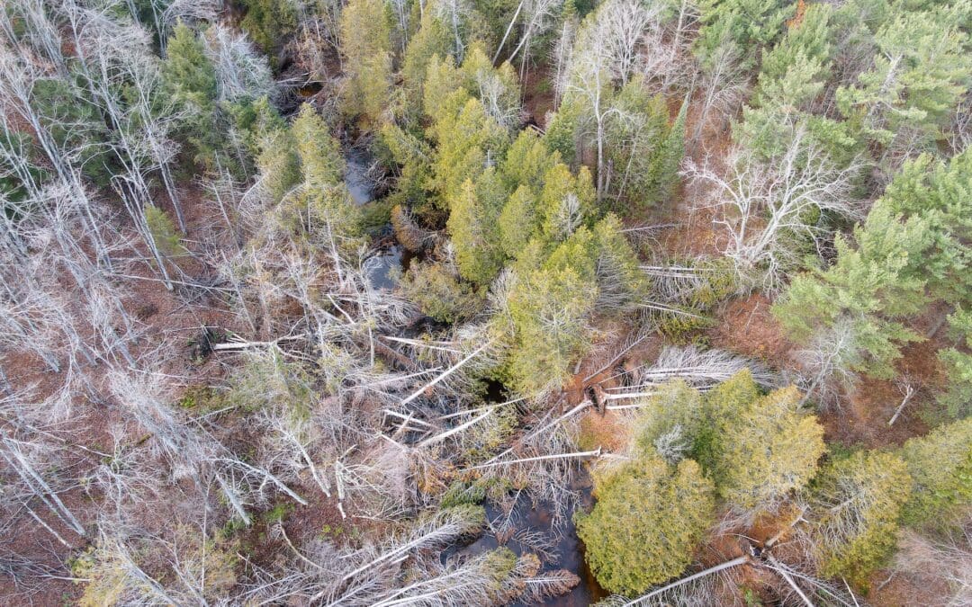 Help Turn Storm Damage Into Maple River Restoration