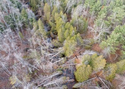 Help Turn Storm Damage Into Maple River Restoration