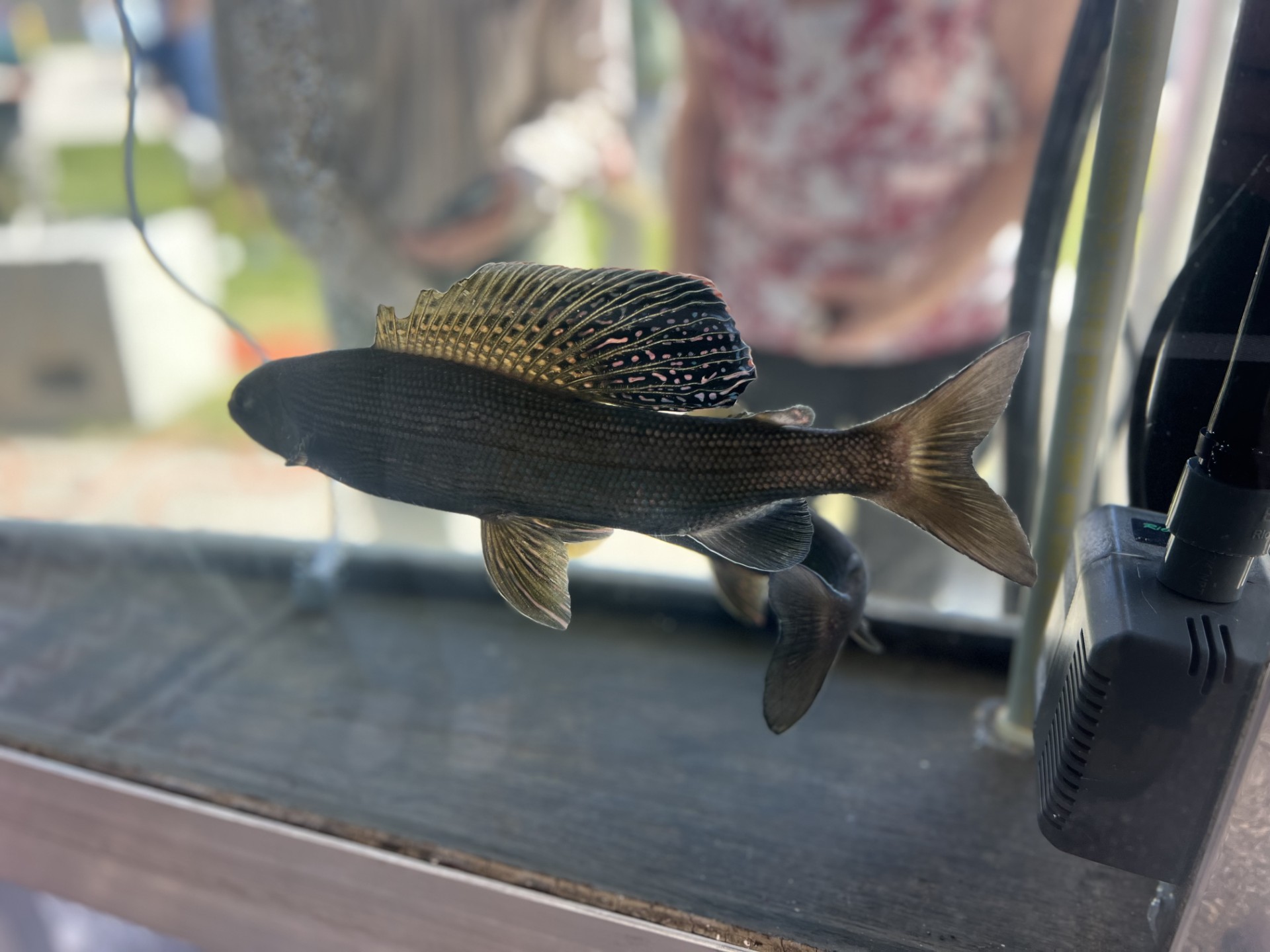 Grayling 6 Arctic grayling with a distinctive, large, sail-like dorsal fin featuring colorful spots, displayed in a glass aquarium.